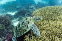 Komodo Scuba Diving