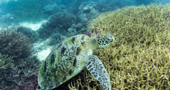 Komodo Scuba Diving