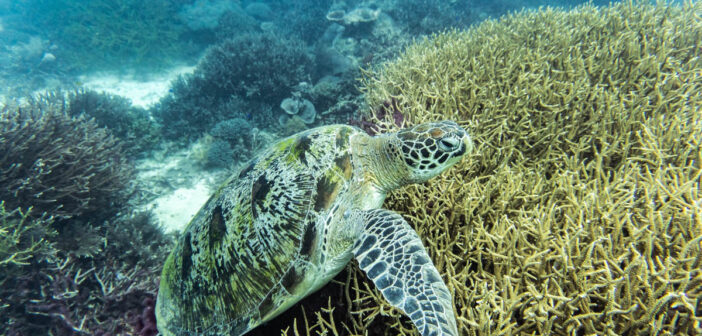 Komodo Scuba Diving