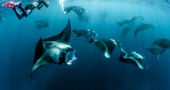 Maldives Scuba Diving