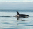 Orca
