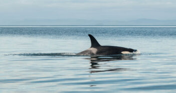 Tell Canada to End Aquatic Clearcutting Now Orca