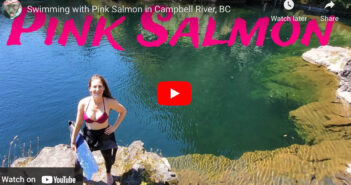 Swimming with Pink Salmon in Campbell River, British Columbia Pink Salmon