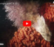 Prince Edward Island Video