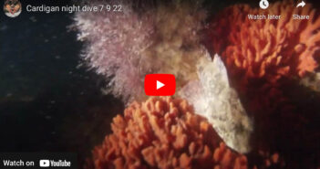 Night Diving at Cardigan, Prince Edward Island Prince Edward Island Video