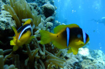 Red Sea Marine Life