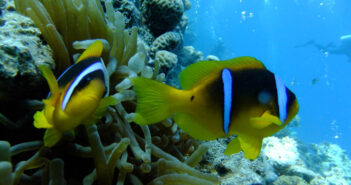 Discover the Treasures of the Red Sea with Unforgettable Dive Experiences Red Sea Marine Life