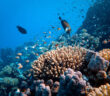 Red Sea Reef