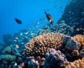 Dive into the Treasures of Egypt – Hurghada and Marsa Ghalib
