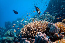 Red Sea Reef