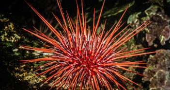 About the Red Sea Urchin Red Sea Urchin
