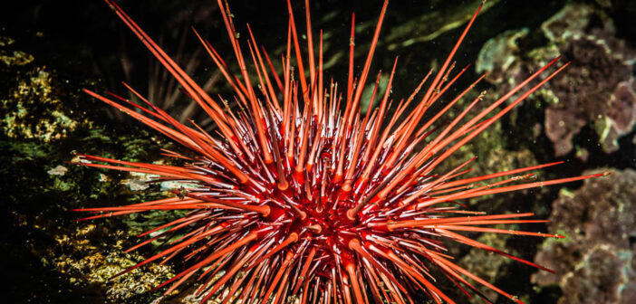 Red Sea Urchin