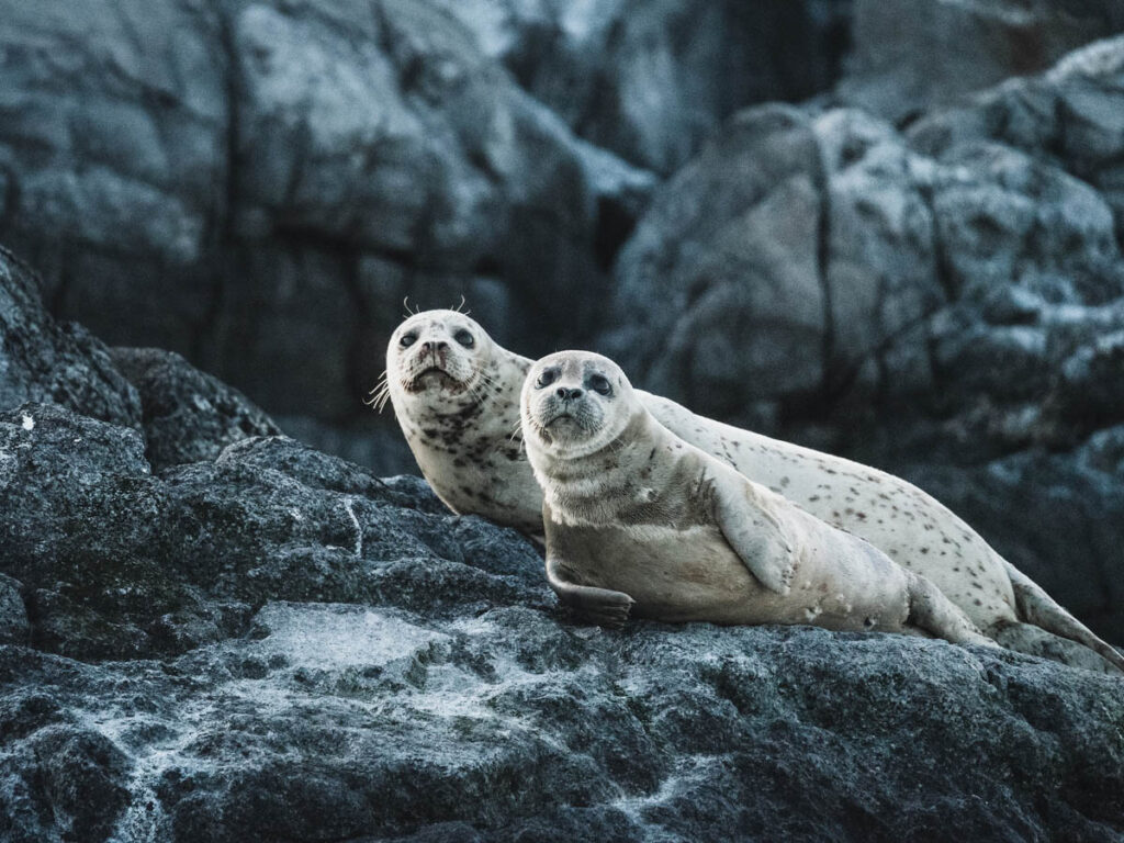 Seals