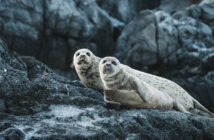 Seals