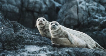 Tell the Canadian Government to Protect Baby Seals Seals