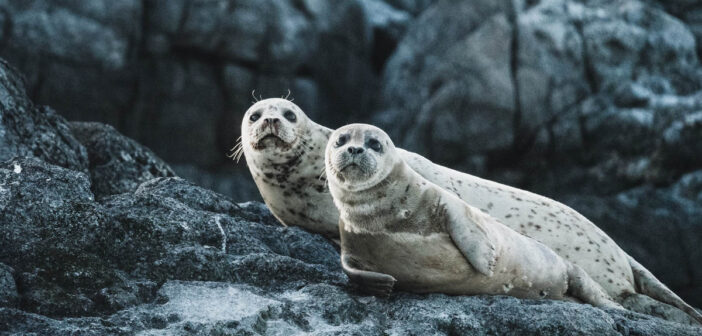 Seals