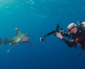 The Shark Trust Great Shark Snapshot is Back!