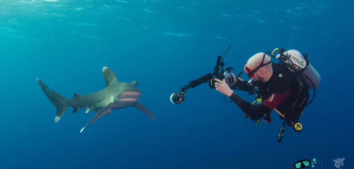 The Shark Trust Great Shark Snapshot is Back!