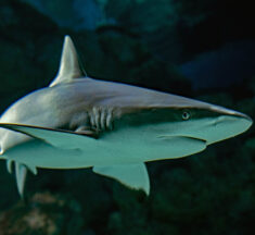 Unveiled: A Fascinating Look into Shark Behavior