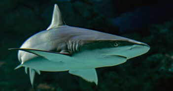 Unveiled: A Fascinating Look into Shark Behavior Sharks