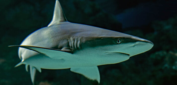 Unveiled: A Fascinating Look into Shark Behavior