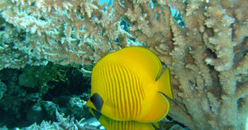 Exploring the Depths of the Red Sea: Unveiling the Best Dive Sites The Red Sea