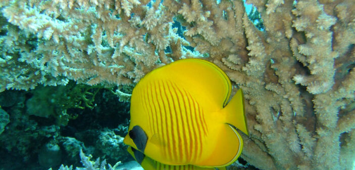 Exploring the Depths of the Red Sea: Unveiling the Best Dive Sites