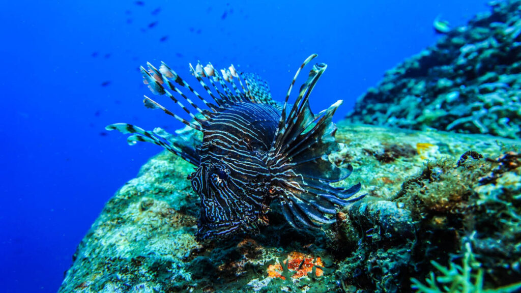 Underwater Indonesia