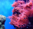 Underwater Reef