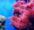 Underwater Reef