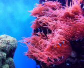 Special Liveaboard Deals this Week – Discover Amazing Dive Destinations with Incredible Discounts!