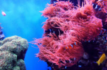 Underwater Reef