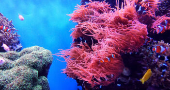 Underwater Reef