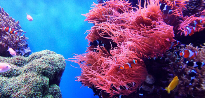 Special Liveaboard Deals this Week – Discover Amazing Dive Destinations with Incredible Discounts!
