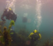 Winter Diving New Zealand