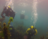 4 Great Things About Winter Diving in New Zealand