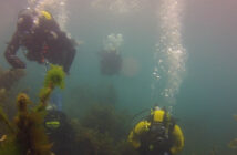 Winter Diving New Zealand