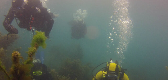 4 Great Things About Winter Diving in New Zealand