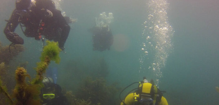 Winter Diving New Zealand