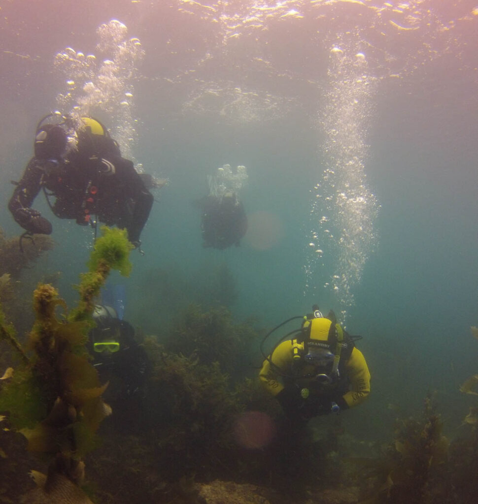 Winter Diving New Zealand