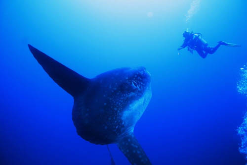 Damai II Liveaboard, Indonesia