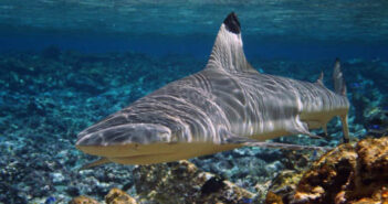 Damai II Liveaboard, Indonesia