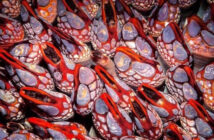 Gooseneck Barnacles