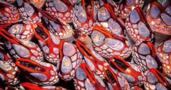 Gooseneck Barnacles