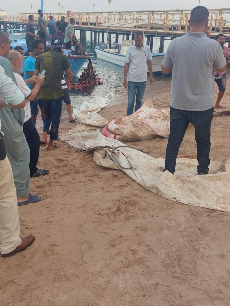 tiger shark tourist in egypt