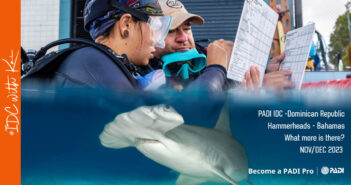 Hammerheads and PADI IDC – What More Is There? IDC with Kai Steinbeck