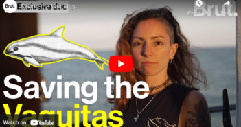 Saving the Vaquitas Save the Vaquitas