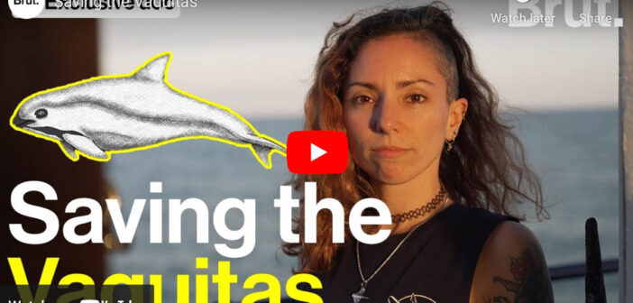 Saving the Vaquitas