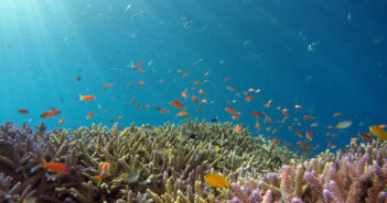 Dive into July: Explore the Best Scuba Diving Destinations! Scuba Diving