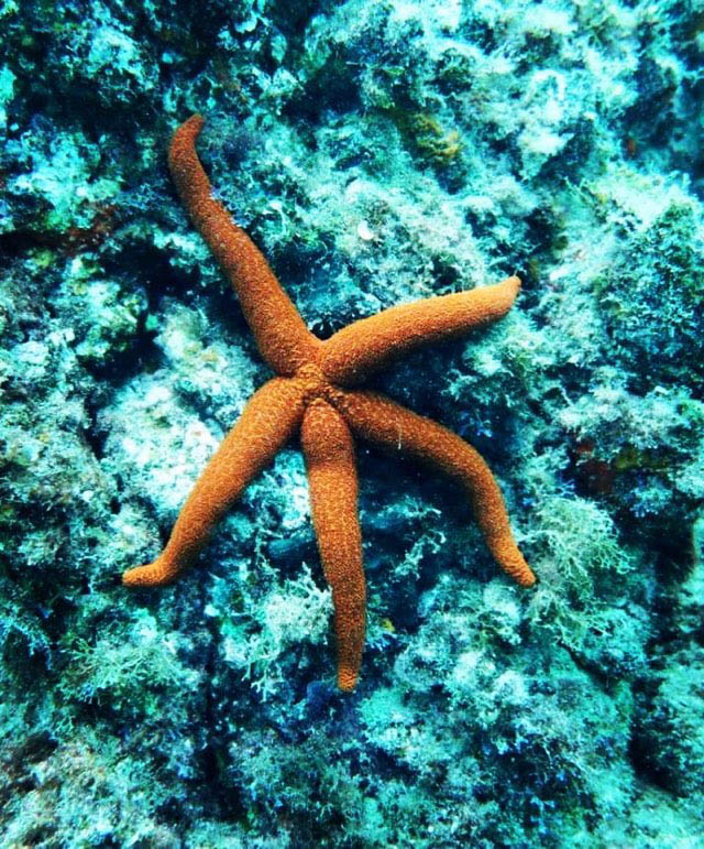 Scuba Diving Lanzarote